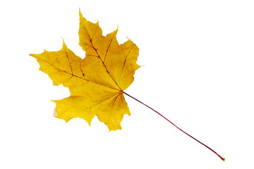 maple tree leaf