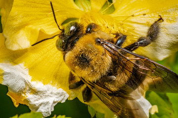 Macro
