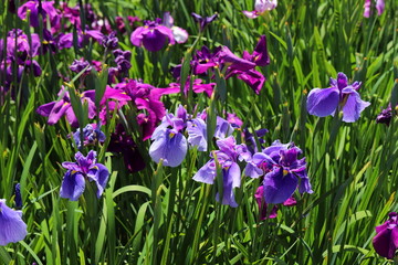 日本の梅雨に咲く菖蒲の花