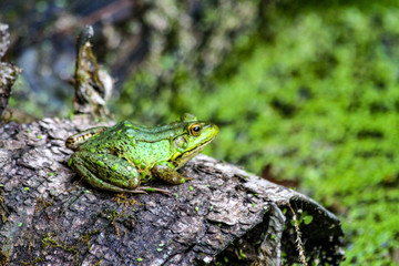 American Bullfrog