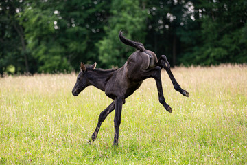 Bewegungsstudie: junges Fohlen übt Galopp auf der Wiese