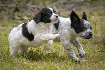 couple of happy baby dogs brittany spaniel running, close up