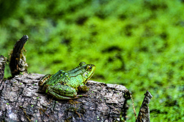 American Bullfrog