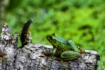 American Bullfrog