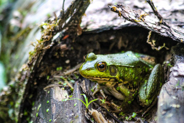 American Bullfrog