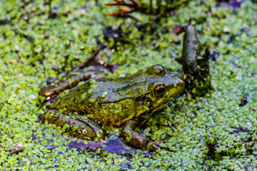 American Bullfrog