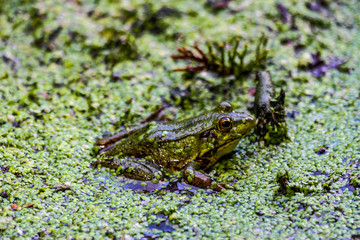 American Bullfrog