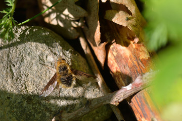 Gro&szlig;er Wollschweber bei der Nahrungssuche