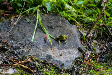 American Bullfrog