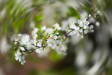 flowers in spring