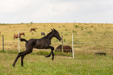 Bewegungsstudie: junges Fohlen übt Galopp auf der Wiese