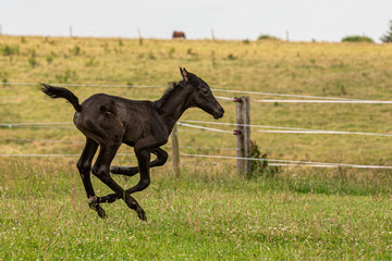 Bewegungsstudie: junges Fohlen übt Galopp auf der Wiese