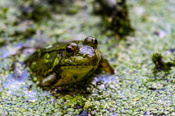 American Bullfrog