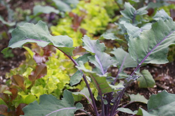 Kohlrabi und Pflücksalat
