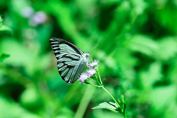 Butterfly and flower