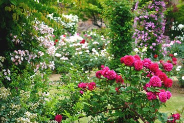 埼玉県【滝ノ入ローズガーデン】ピンクの薔薇をクローズアップしバックは風景のぼかし