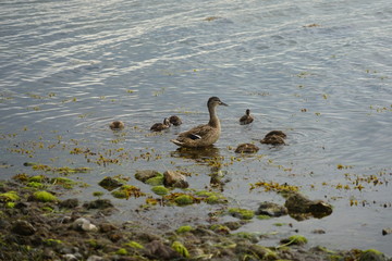 Entenmutter mit Kücken an der Ostseeküste  (Lübecker Bucht)