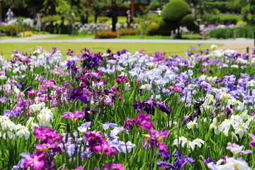 日本の梅雨の季節の花　ショウブの花