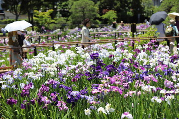 日本の梅雨の季節の花　ショウブの花