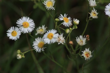 Wildflower C creek 08
