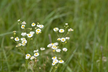 Wildflowers on prarie
