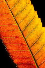 Macro close up leaf autumn color texture art form abstract