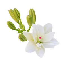 One white Lily flower with green young shoots on white background