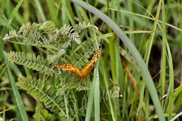 butterfly on grass c creek