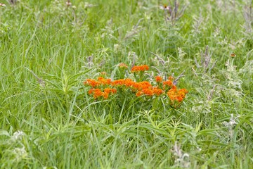 Wild flower C Creek  04