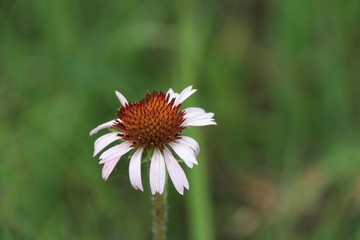 Wildflower C Creek 03