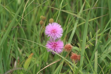 Wildflower C Creek 02