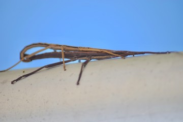 mating stick bugs