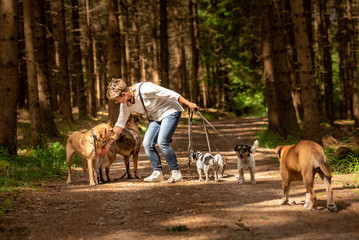 Walk with many dogs on a leash. Dog walker with different dog breeds in the forest