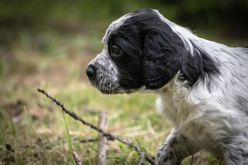 cute and curious black and white baby brittany spaniel dog puppy portrait, playing and exploring 