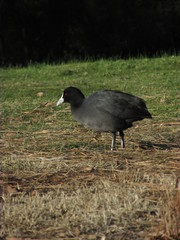 Black wild bird walking on grass
