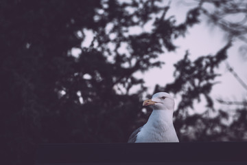 gull