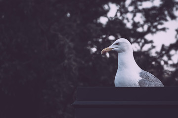 gull