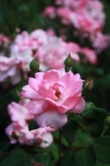 pink flower in the garden