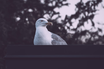 gull