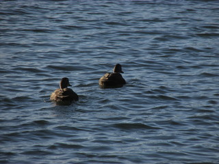 Fototapeta premium Long shot of two water birds swimming in a lake