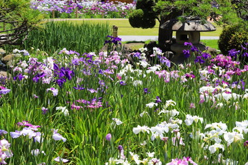 日本の梅雨の季節の花　ショウブの花