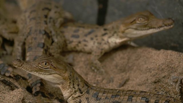Close-up low-angle still shot of cute  little Orinoco crocodiles close together and staring on a sandy ground, Wisirare conservation park, Casanare, Colombia