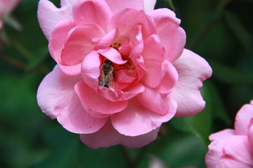 pink flower