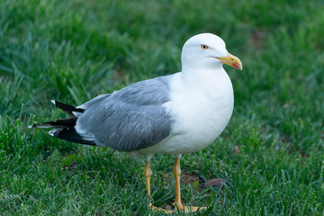 a gull on the green lawn
