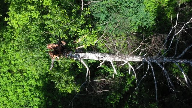 Fallen white birch lies in the dense green forest of Siberia