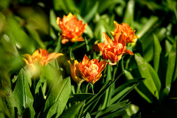 Beautiful and colorful orange tulips on dark-green background. Large close-up photography from Tulip Festival.
