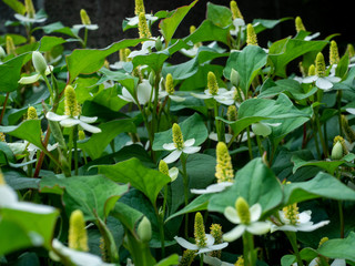 Houttuynia cordata flower	