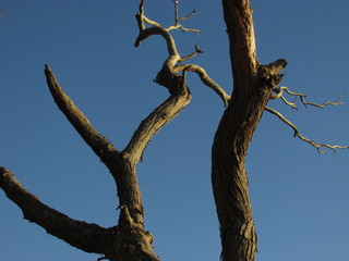 Fototapeta na wymiar A dead tree branches against a blue sky