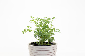 Rue, Common Rue, in white planter isolated on white background.