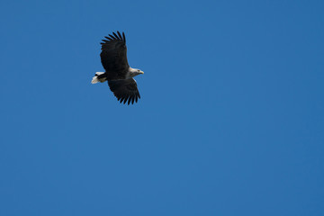 Obraz premium White Tailed Sea Eagle (Haliaeetus albicilla) in flight